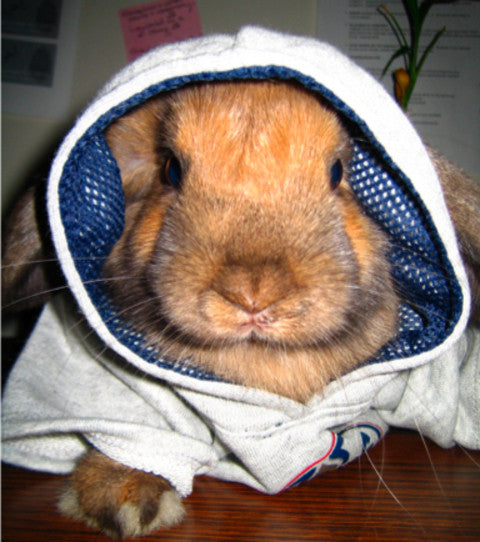 In Saskatchewan, a hoodie is known as a bunny hug!