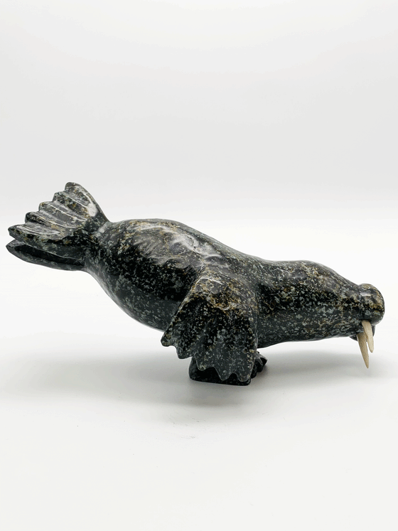 A walrus plunges into the water in this piece balanced to stand on one foreflipper. The stone is naturally mottled brown and black. Two bone tusks attach to the head.