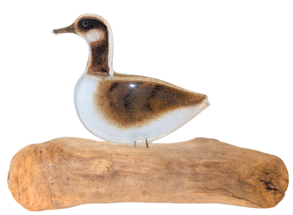Canadian Goose
