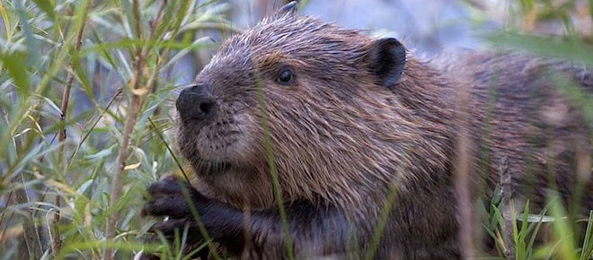 The Beaver: A National Symbol of Canada