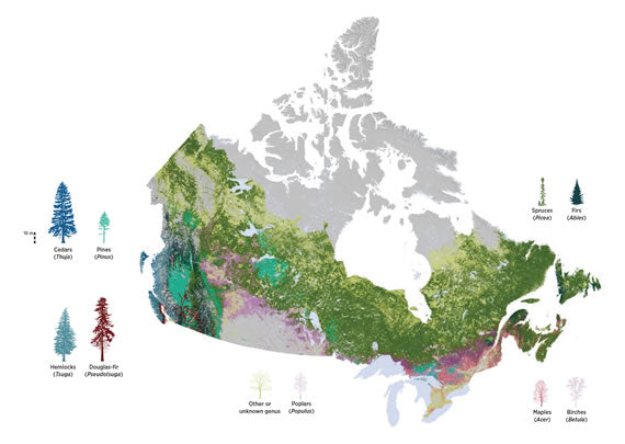 From Far and Wide, O Canada, You Have So Many Trees!!