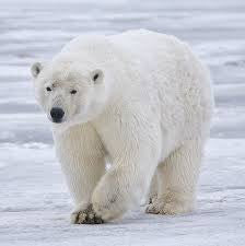 Canada is home to roughly 60% of the world's polar bears!