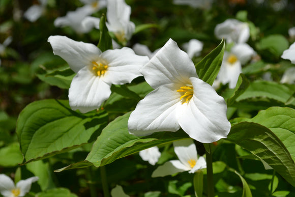 Crash Course on the Floral Emblems of Canada