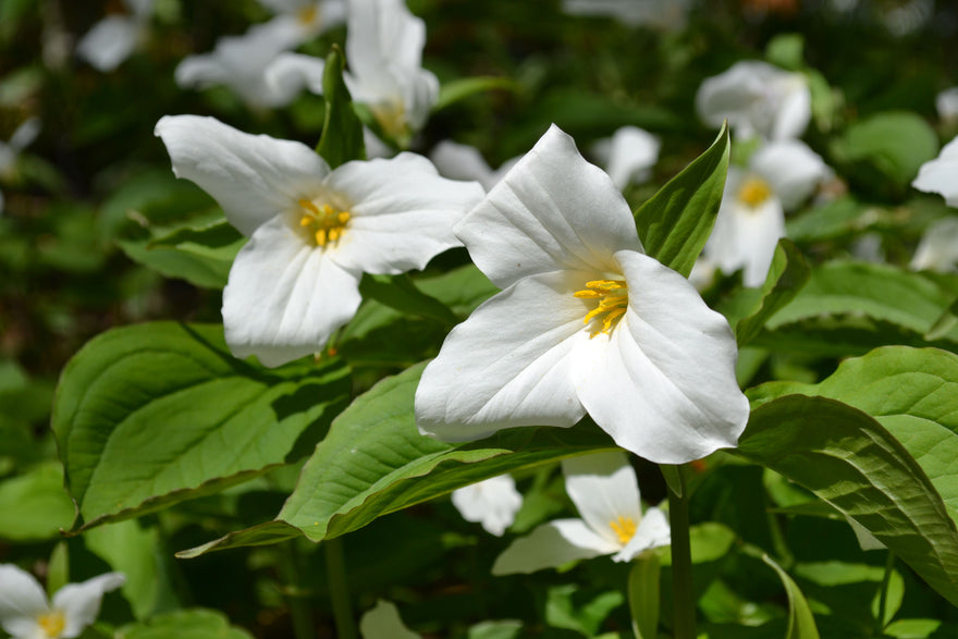 Crash Course on the Floral Emblems of Canada
