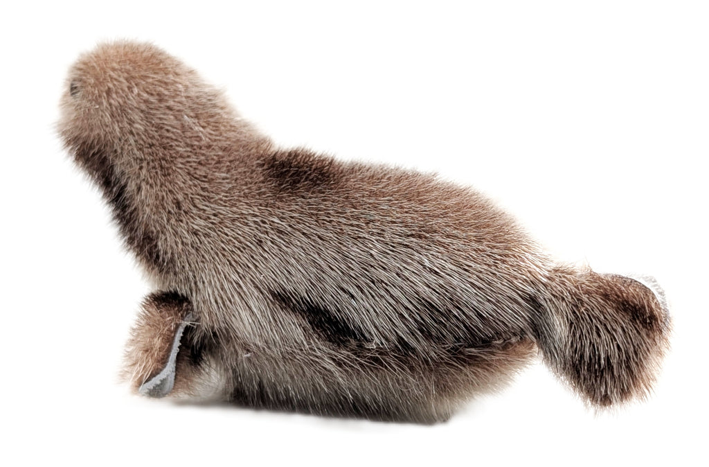 Sealskin Seal - Geela Nakashuk