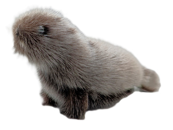  grey sealskin plushie 