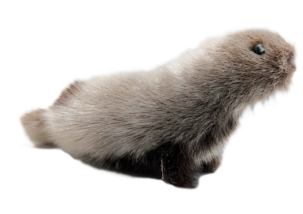 Sealskin Seal - Geela Nakashuk