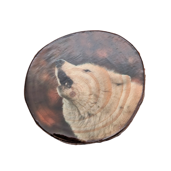 A wooden tree ring magnet with a glossy print of a white wolf howling.