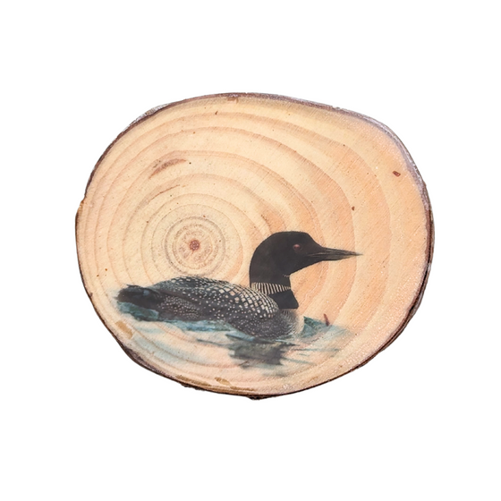 A wooden tree ring magnet with a glossy print of a loon floating in water. 