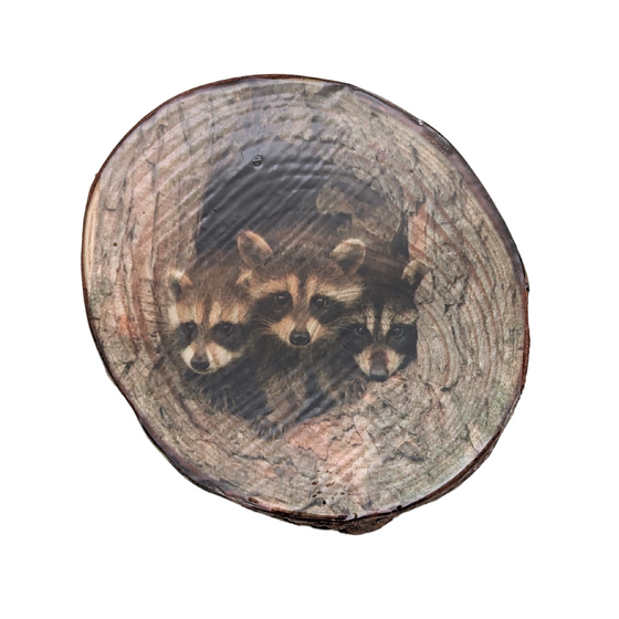 A wooden tree magnet with a glossy print of baby racoons in a tree hole. 