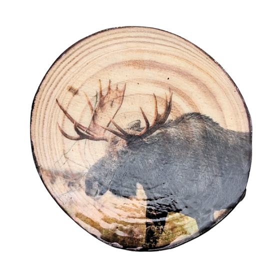 Wooden tree ring magnet with a glossy print of a Canadian moose walking through the woods.