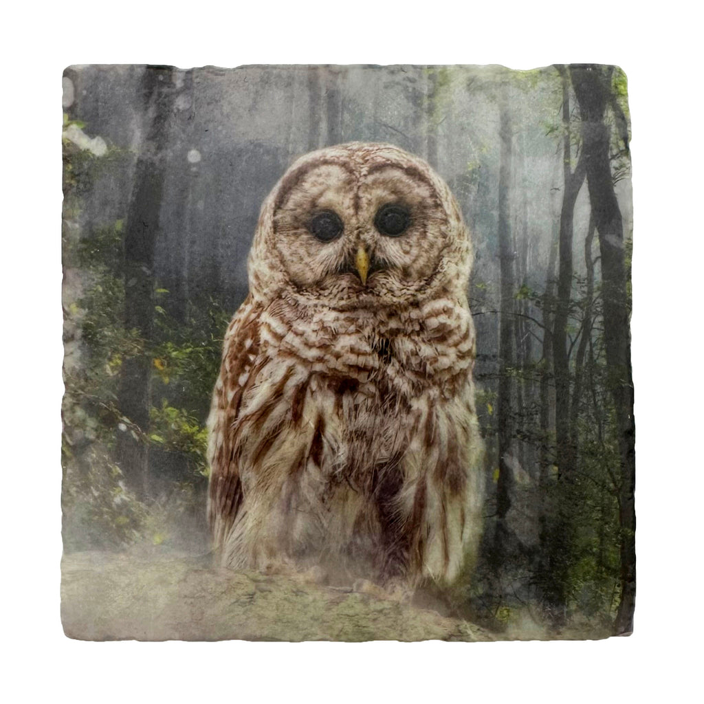 A barred owl stares directly at the viewer, surrounded by a misty forest.