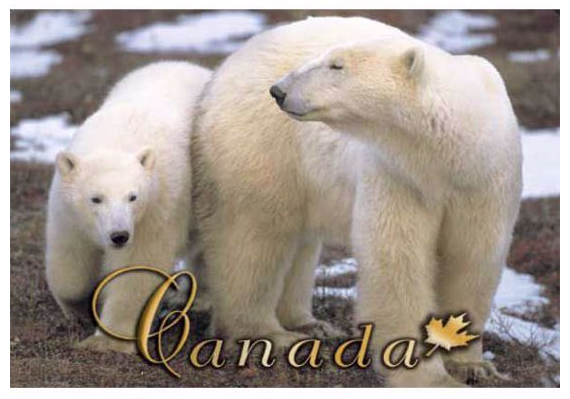 Two Canadian polar bears out on a walk; magnet for refrigerator.  