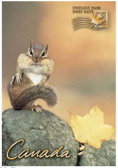 Chimpunk sitting on a rock with a maple leaf beside the chipmunk. Gold text in the bottom that says "Canada" and text in the top corner that says "paid postage".