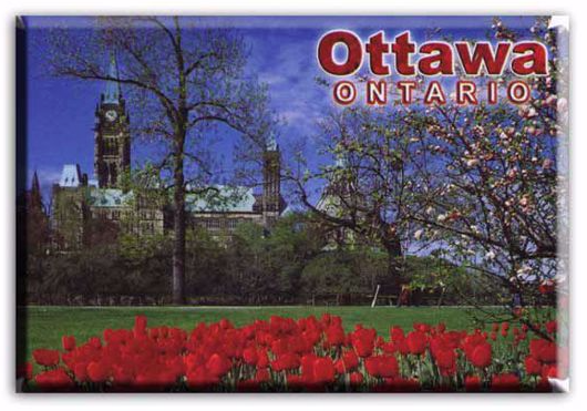 Red tulips in front of a view of the Parliament of Canada. 