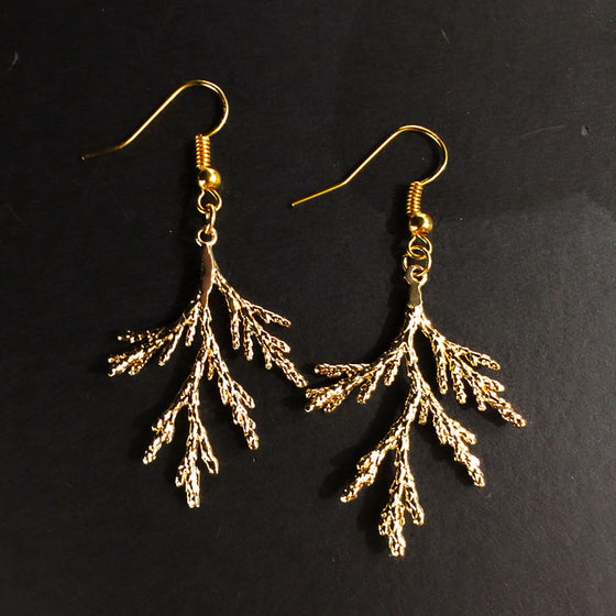 Two gold coated pieces of juniper sit on a black background. A gold earring hook is attached at the stem end of each juniper piece.