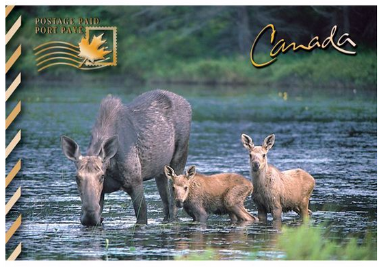 Image of a moose and two baby moose in a body of water. Text in top corners that says "Canada" and "paid postage".