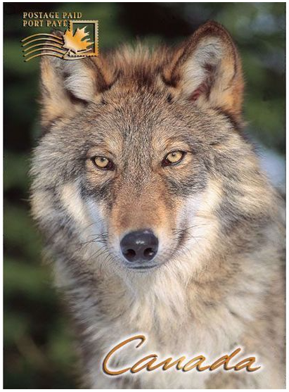 Close up image of a wolf in the forest. Bottom has text that says "Canada" and top has text that says "paid postage".